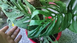 Monstera Adansoni philodendron plant care tips  4 tips broken heart plant healthy rahy ga [upl. by Nowtna]