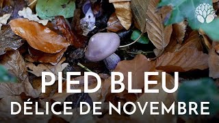 Pied bleu délice de novembre [upl. by Nylorac889]