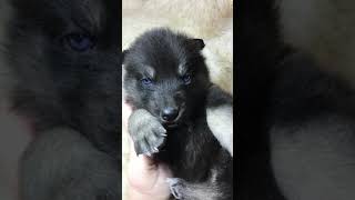 Black Blue Eyed Wolf Dog Puppy [upl. by Johnathon]