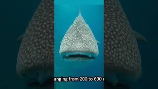 Why Greenland Sharks Were Dangerous fact ocean greenlandshark shorts fish [upl. by Ainotna]