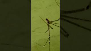 marbled cellar spider commonly referred to as cellar spiders or daddy longlegs [upl. by Peterson]