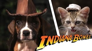 Indiana Bones  Raiders of the Lost Bark [upl. by Anneirb]