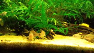 Corydoras Caudimaculatus breeding and laying Eggs [upl. by Haliek]