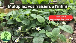 TUTORIEL  Multipliez vos fraisiers🍓en automne repiquer les stolons au jardin permaculture [upl. by Atteiram912]