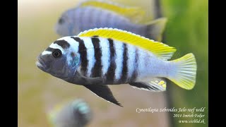 Cynotilapia zebroides Jalo Reef Wild [upl. by Izaak]