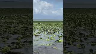 Boat tour Skadar lake  Viroazar  Montenegro September 132024 Keti amp Dani [upl. by Onaled]