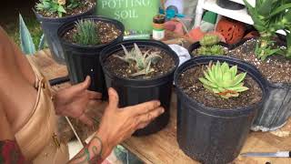 How to propagate agave plants [upl. by Sueaddaht630]