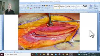 Introduction to anatomy 3 Fascia   by Dr Wahdan [upl. by Chud]