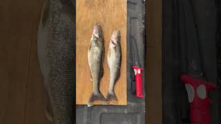 Walleye Zipper  Cheek Fillets  Manual vs Electric  Filet Knife [upl. by Magnum896]