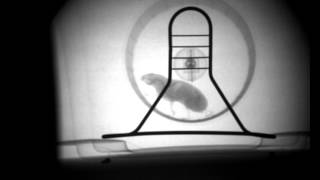 Xray video of a hamster on a running wheel [upl. by Storfer]