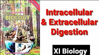 Intracellular amp Extracellular Digestion XI Biology [upl. by Mungovan722]