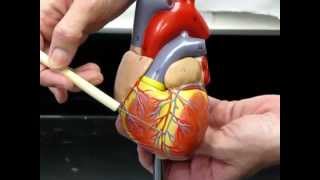 Small Heart ModelCoronary Circulation AP2 [upl. by Kohn434]