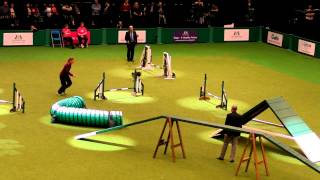 Crufts 2012 Agility Shelties [upl. by Dworman]