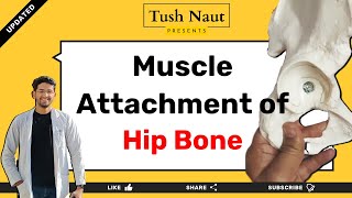 Muscle attachment of Hip Bone Pelvis  Easy handwritten notes [upl. by Eyanaj743]