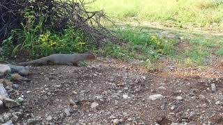 Cobra vs Mongoose Fight cought in Camera [upl. by Winnah]