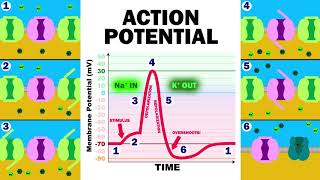 THE ACTION POTENTIAL [upl. by Seaden770]