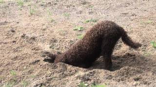 Lagotto Romagnolo Fungo kaivaa kuopan [upl. by Barton]