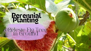 Perennial Planting a Celeste Fig Tree  InGround Fig Planting Method [upl. by Nerissa]