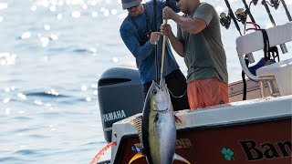 Inshore Yellowfin Tuna Bluefin Tuna amp Albies  Long Island New York [upl. by Edy]