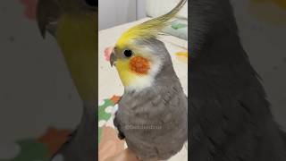 Adorable Cockatiel Larrys Cute Singing Moments🎶 🦜 cockatielscraze birdsinging cutepets [upl. by Warfold766]