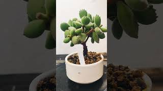 Cotyledon Tomentosa cactus bonsai crassula suculentas [upl. by Eanahs230]