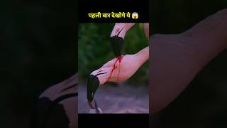 Flamingo feed blood to his baby 🦩😱 shorts ytshorts shortvideo [upl. by Dareen]