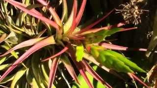 Bromeliad Impressions Part 2 Planta Brutt Video 13 [upl. by Mercedes856]