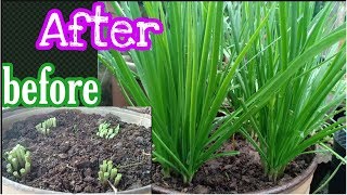 How to grow Garlic Chives ដំណាំស្លឹកគូឆាយ [upl. by Finnegan]