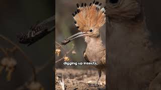 Hoopoe  The Crowned Wonder of Nature animals birds nature hoopoe [upl. by Annice]