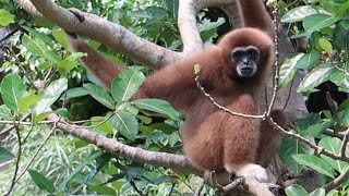 White Handed Gibbon Calls 白手長臂猿夏強琍信話家常 [upl. by Layod]