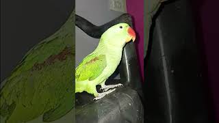 parrot youtubevideo birds beautifulparrot parrotlover cutebirds youtubeshorts parrottalking [upl. by Erasmo]