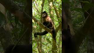 Mono Caí Negro Sapajus nigritus – Parque Nacional Iguazú – Buscado Fauna Short [upl. by Amees]