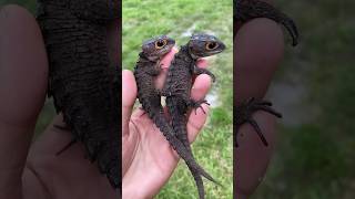 Red Eye Crocodile Skink The Tiny Dragon shorts facts [upl. by Nepean600]