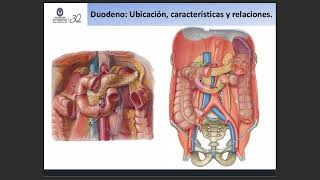 Abdomen II Organología Abdominal [upl. by Odetta]