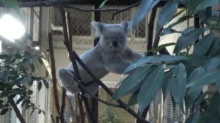 イケメンコアラの冒険 Cute koala cub KOTAROUs adventure 325【Cute animal videos】【こども動物自然公園】 [upl. by Nyrem]