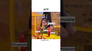 Adinosine triphosphate  ATP  medschooljourney dhaexam medstudentstruggles biology pharmacist [upl. by Nwahsit103]