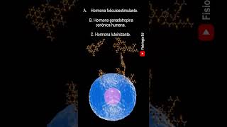 Repasa fisiología Endocrina  Preguntas y respuestas de la fisiología del sistema endocrino [upl. by Anrapa247]