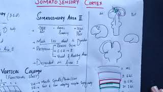 neurophysiology Chapter 48 Somatosensory cortex somatosensory association areasmedicallectures [upl. by Loos]