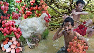 Survival in the rainforest  Find food encounter chicken large with fruit and eat delicious T1 [upl. by Bywaters]