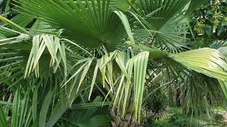 Copernicia hospita  The Blue Yarey Palm from Cuba [upl. by Enaled]