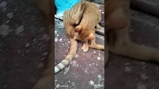 😻Cat meow🐈 cat the retan shorts cat catvideos 😺cat kitten funny catlovers cat capcut 😱 [upl. by Llehcam]