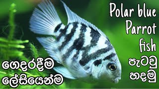 How to Breed Polar Blue Parrot fish easily in your HomeFHDSinhala kaveeaqua breedingFish [upl. by Ondrea]