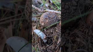 Amanita rubescens Comestible pero mucho ojo [upl. by Oxford]