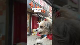 Lets go🏠🐶ellie dogshorts funlife trendingshorts trendingmusic home puppy lhasaapso dogmom [upl. by Hyozo661]