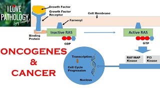 NEOPLASIA 2 HALLMARKS OF CANCER  Protooncogenes Oncogenes amp Oncoproteins [upl. by Quiteri158]