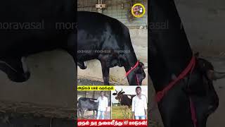 மிககுறைந்த விலையில் HF ஜெர்சி மாடு moravasal madu hfcowsale shorts hfcow shortsvideo jersey [upl. by Leinadnhoj]