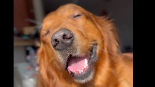 Red Golden Retriever loves attention and scratching from human [upl. by Ratep374]