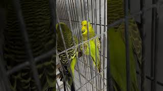 snuggled closely sharing a tender moment in their cage budgerigar flightless birds [upl. by Ecirtel521]