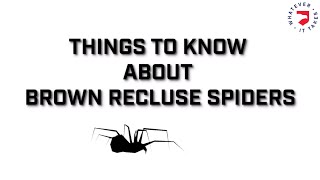 Brown Recluse Spiders  What You Should Know [upl. by Prissie760]