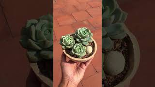 PAPERCRETE POT WITH XGRAPTOVERIA TITUBANS shorts [upl. by Lexi296]